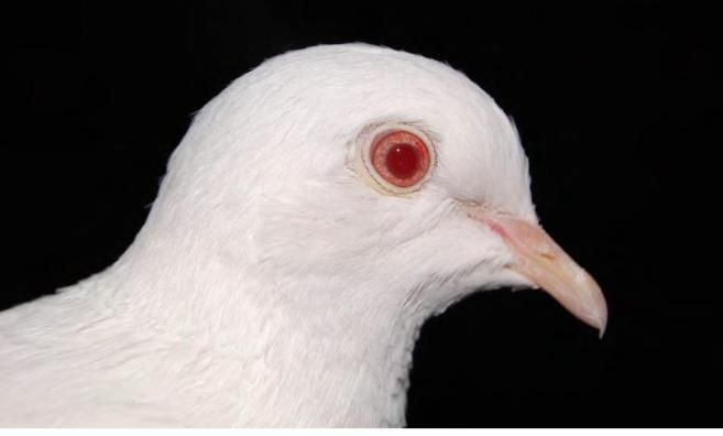 albínó szem