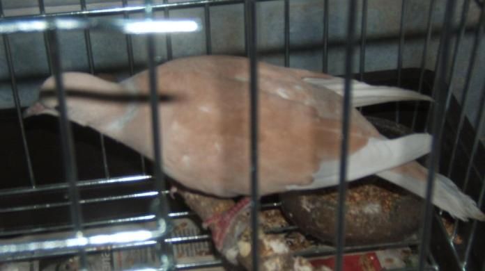 egyke